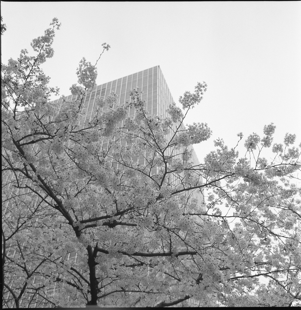 桜