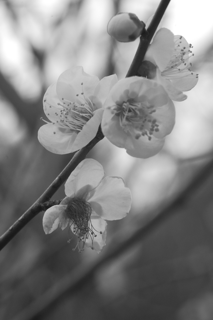 タムキューで梅