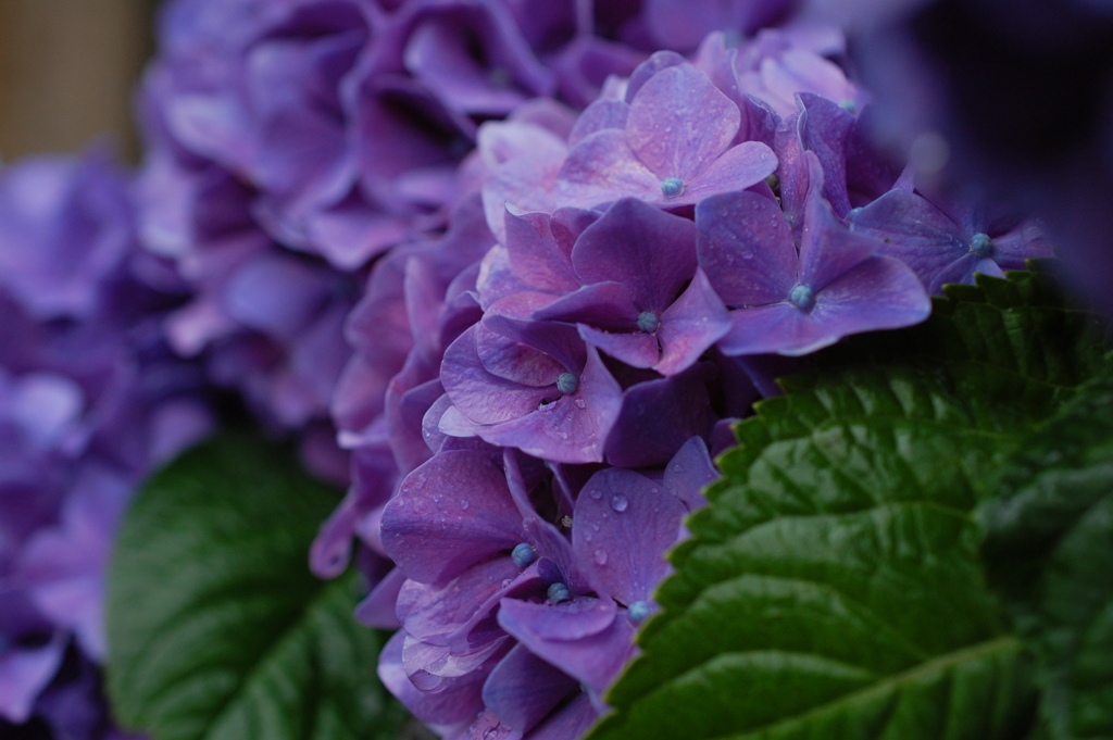 デジタルであじさい１