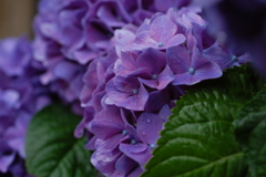 デジタルであじさい１