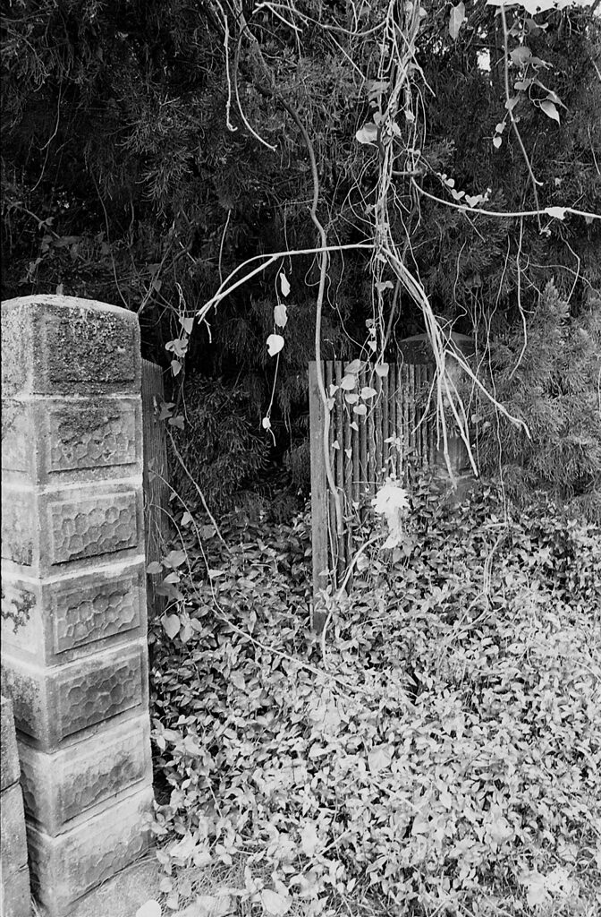 ジャングルハウス