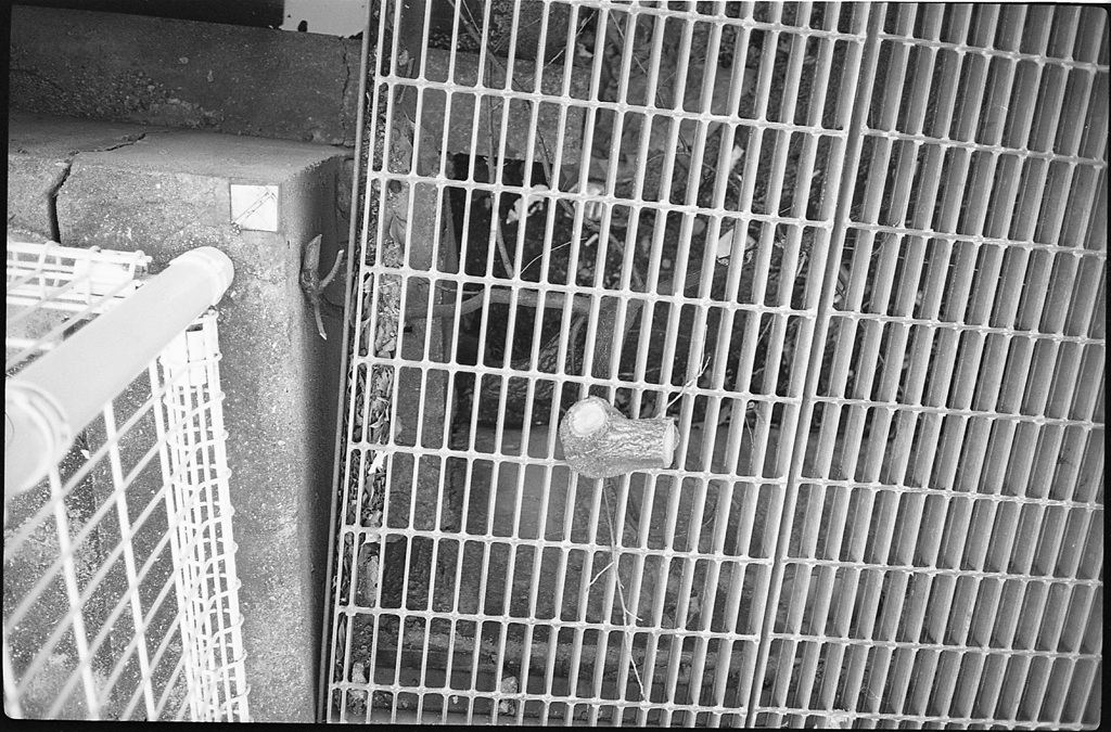 伸びた木は切られる…