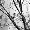 ビル間の桜