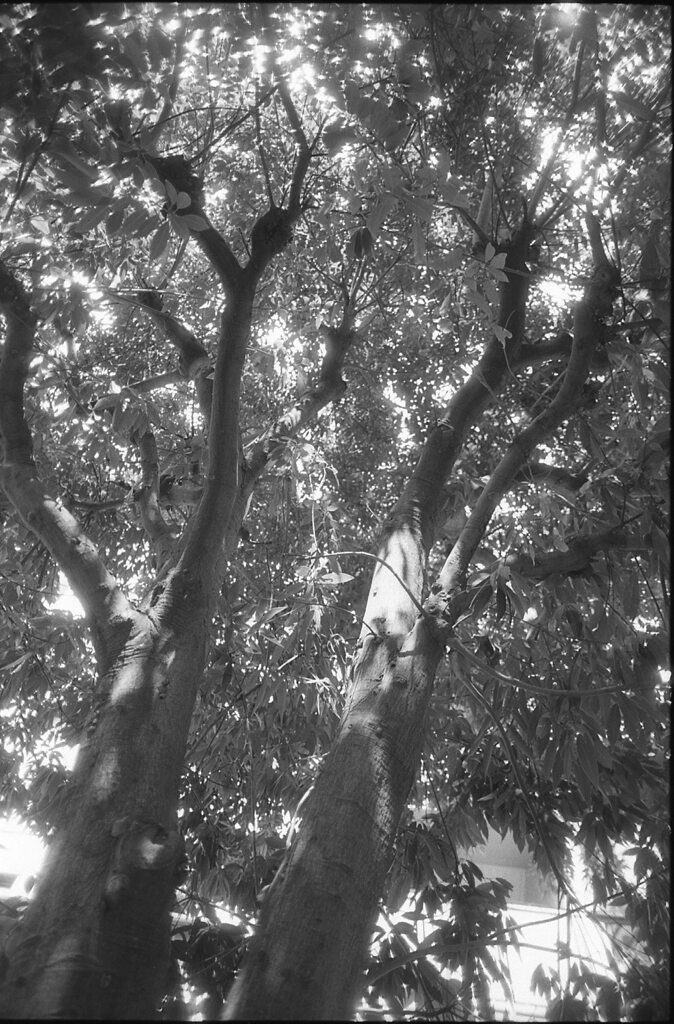 tree