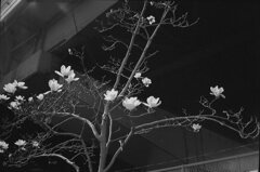 ハクモクレン２