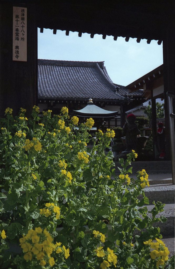 菜の花の咲く寺