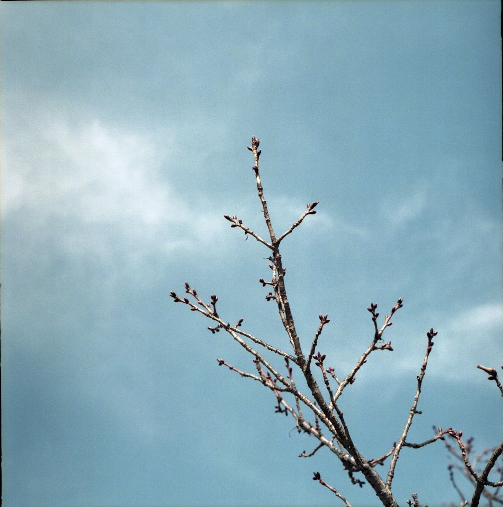 12月の桜