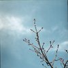 12月の桜