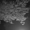 夜桜２
