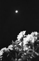 月と花