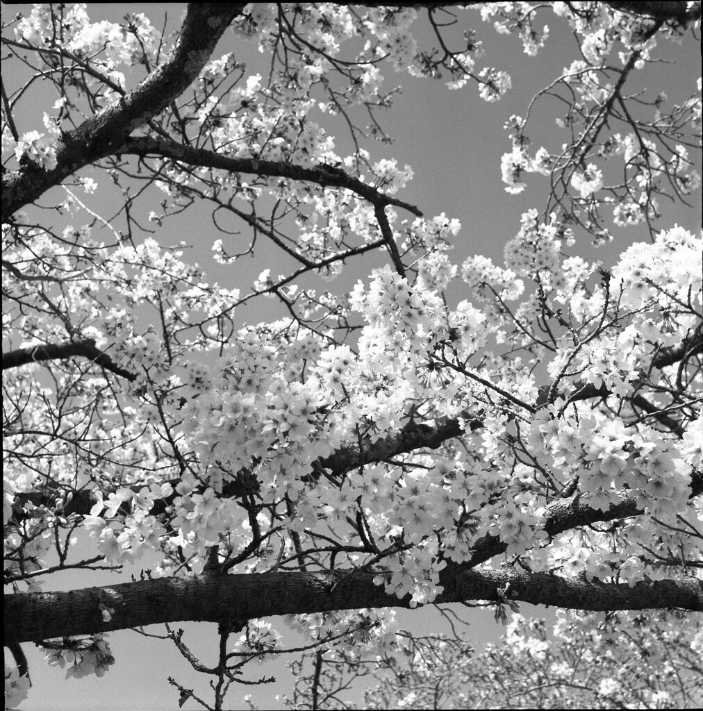 やっとの桜４