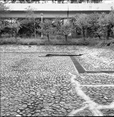 池の水全部抜いてあった