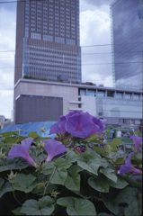 都会に咲く花２