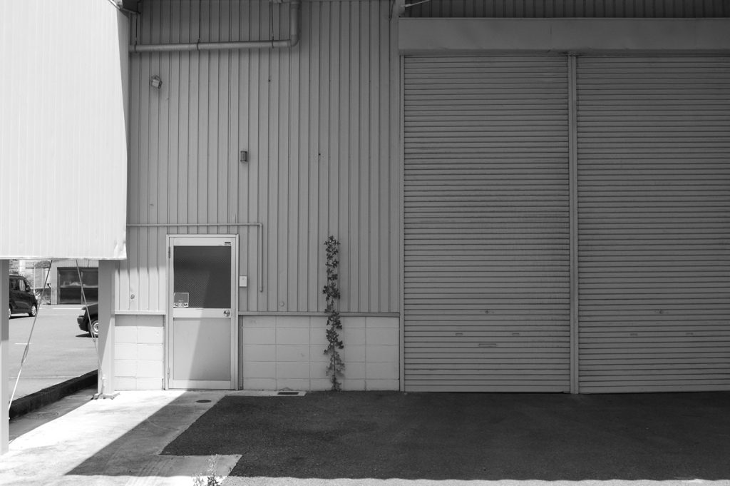 日陰のPlant