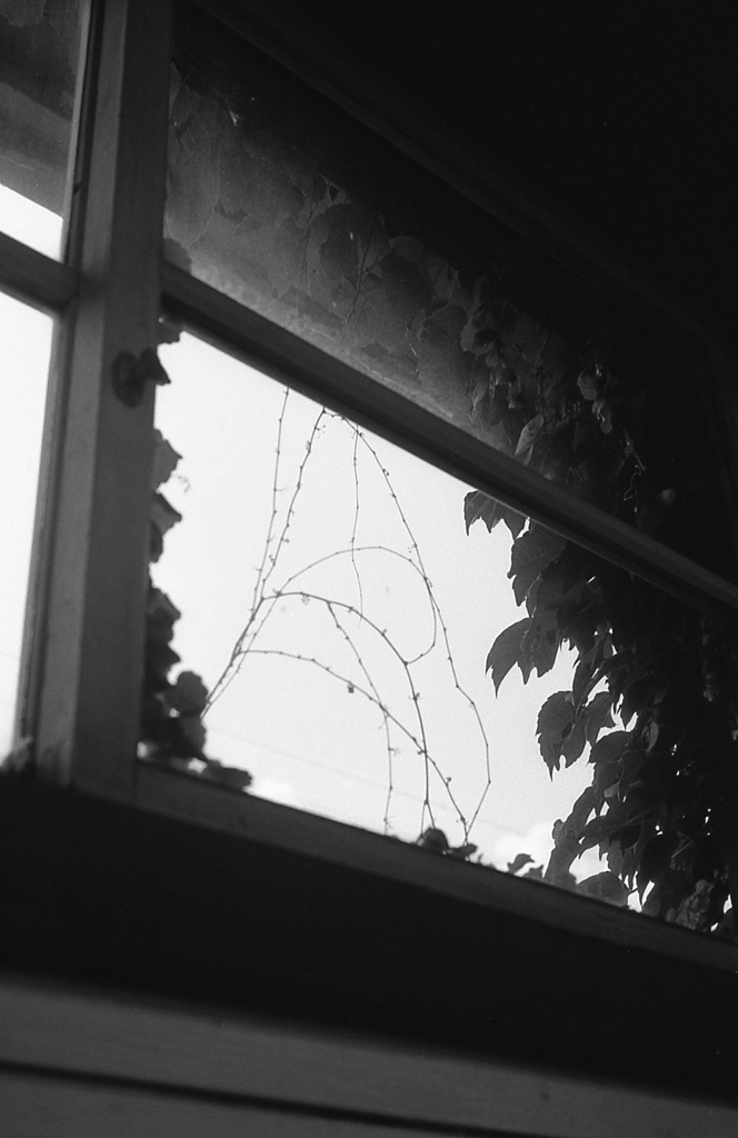 窓