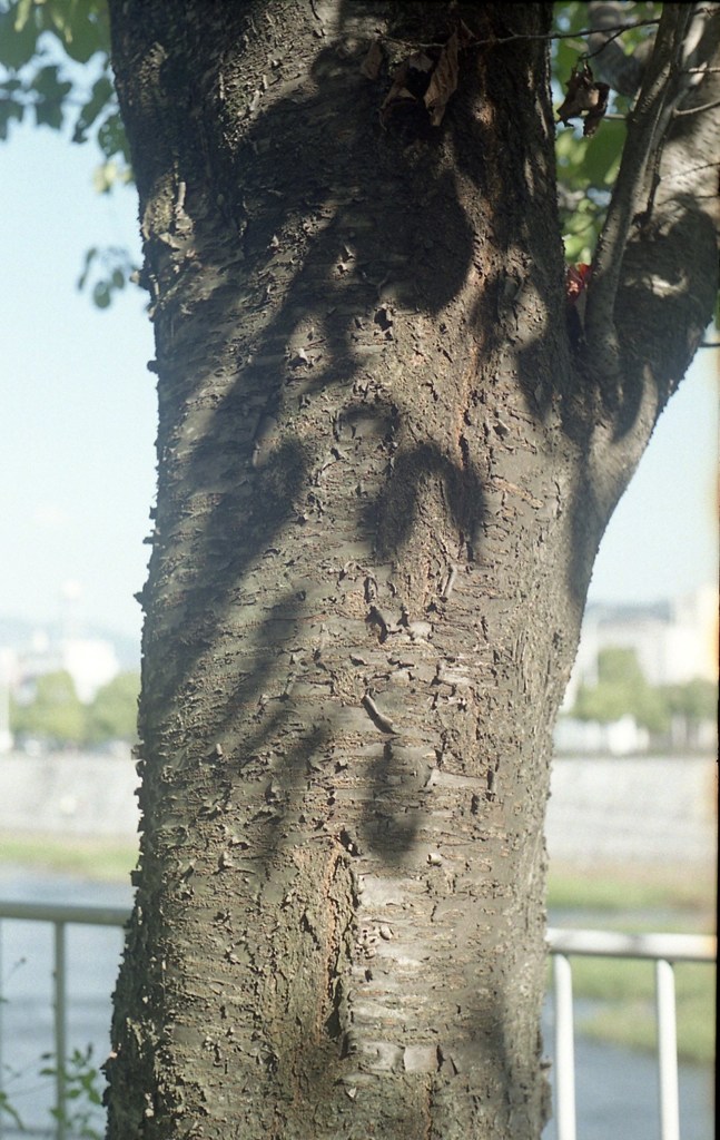鴨川沿いを歩く　３
