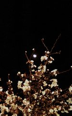 月と桜１