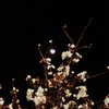 月と桜１