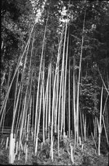 BamBoo