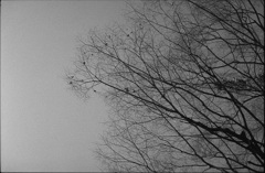 winter tree