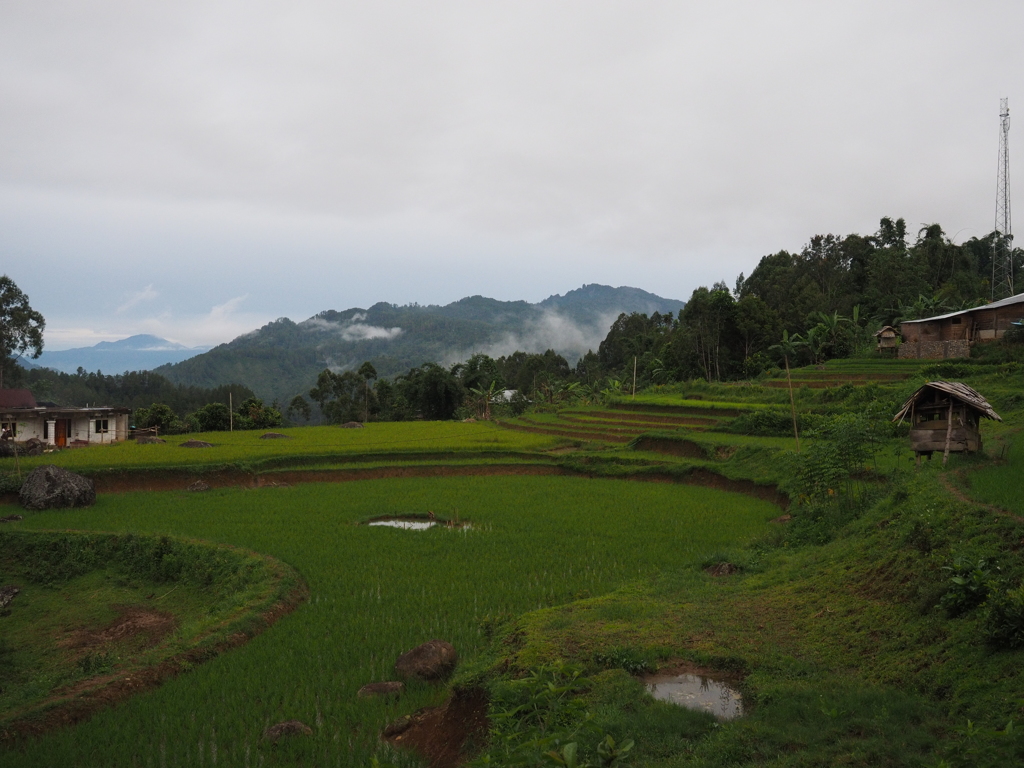 Sawah dan gunung berbatu