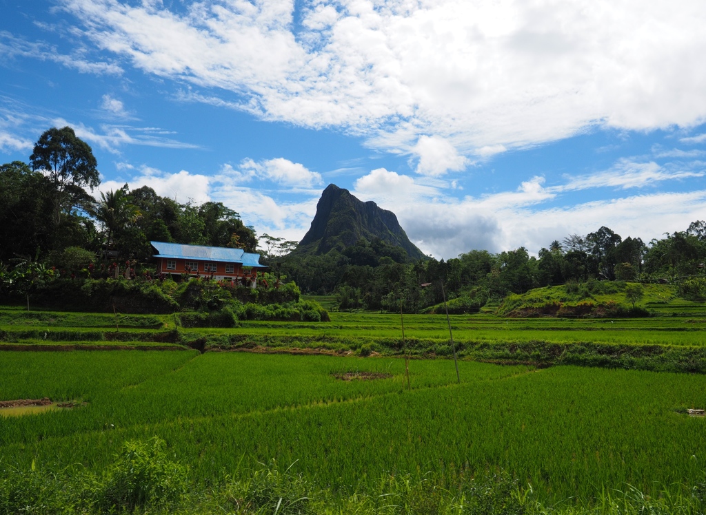 スラウェシ島の水田