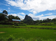 スラウェシ島の水田