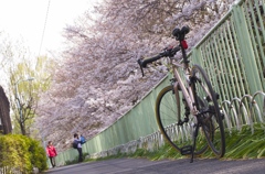 桜