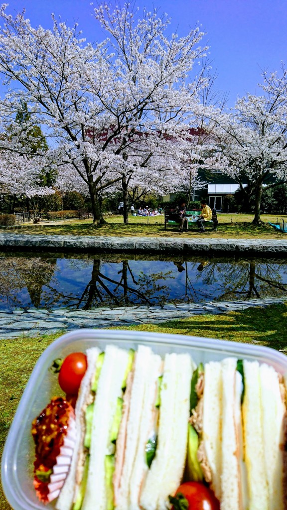 ひとり花見