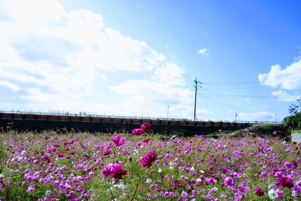 コスモス公園