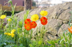 ポピー