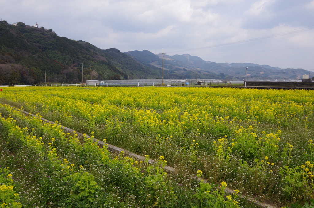 菜の花畑