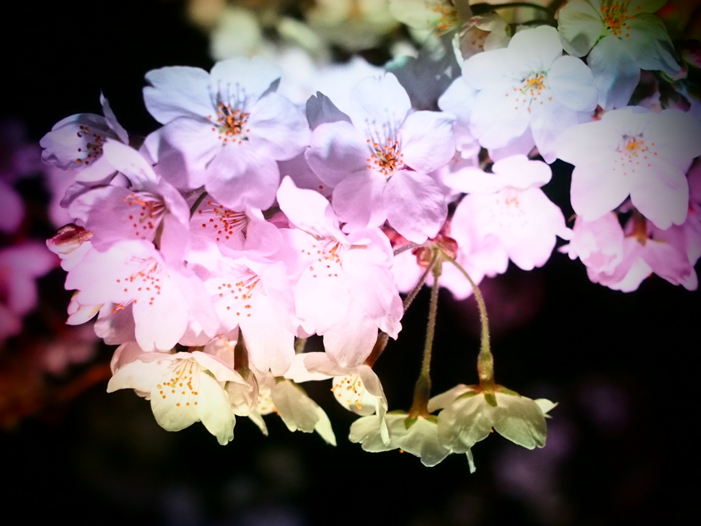 Rainbow Sakura