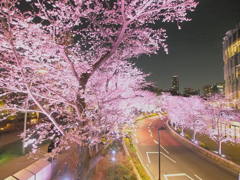 ライトアップSakura