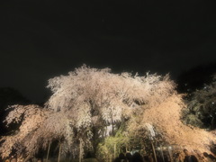 Sakura@六義園