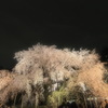 Sakura@六義園
