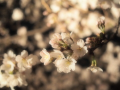 Sakura@六義園2