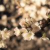 Sakura@六義園2