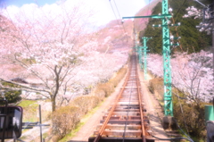 桜のモノレール道