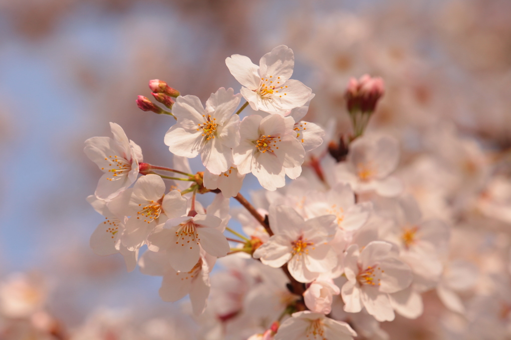 うらやすの桜