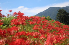 丹沢大山と彼岸花