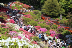 文京つつじまつり