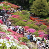 文京つつじまつり