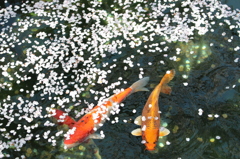 花びらのプール