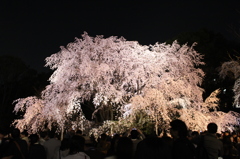 幻桜