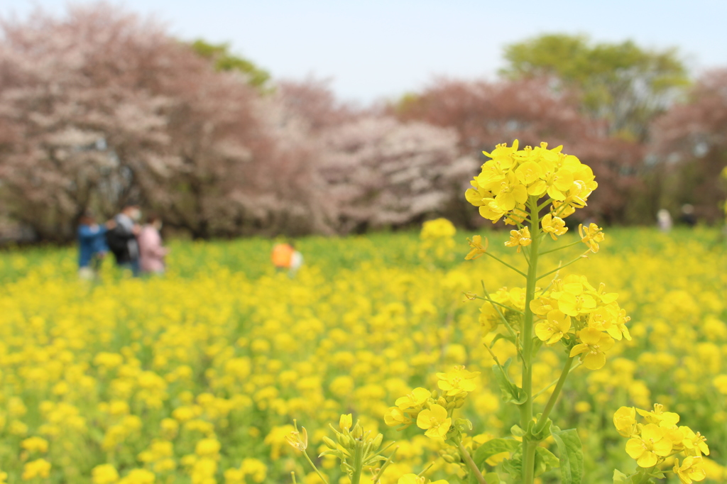 菜の花