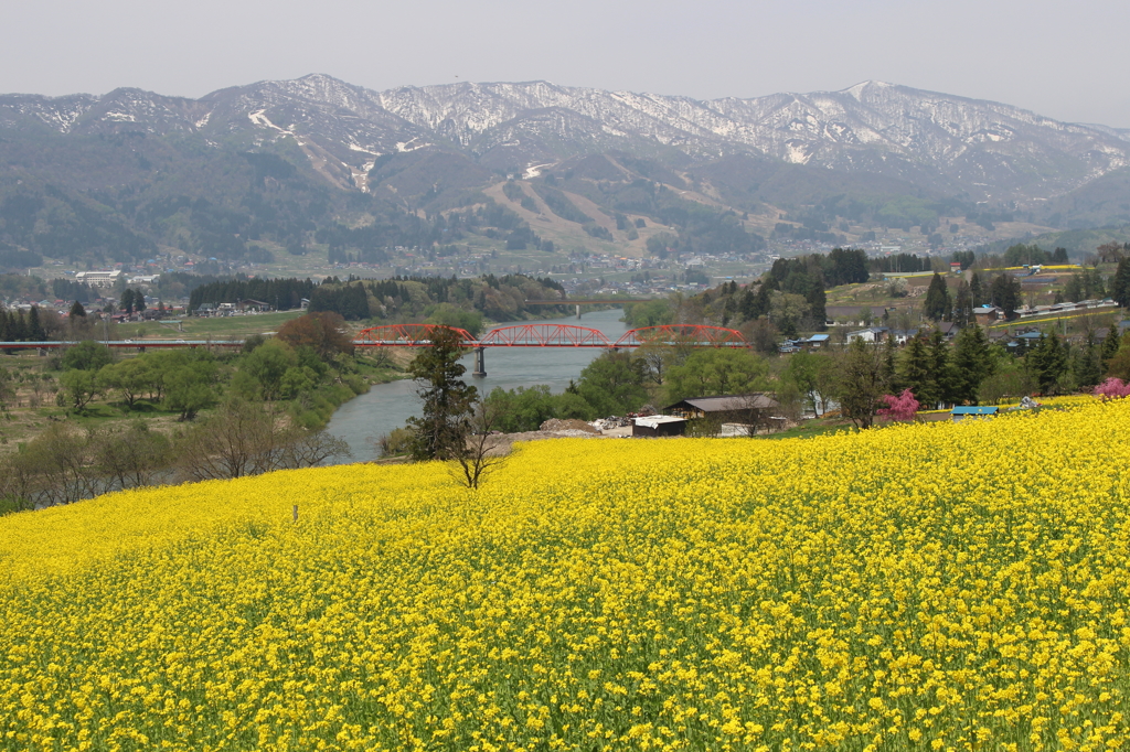 山と川と菜の花まつり