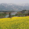 山と川と菜の花まつり