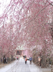 桜道