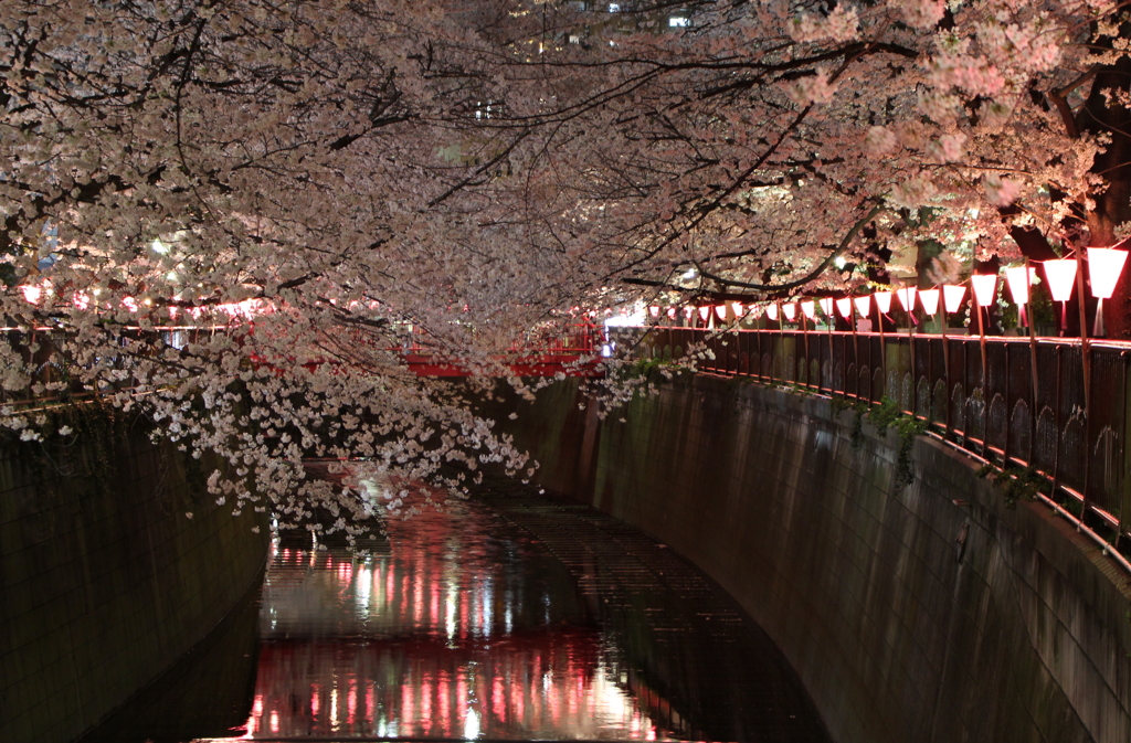 目黒川の夜桜